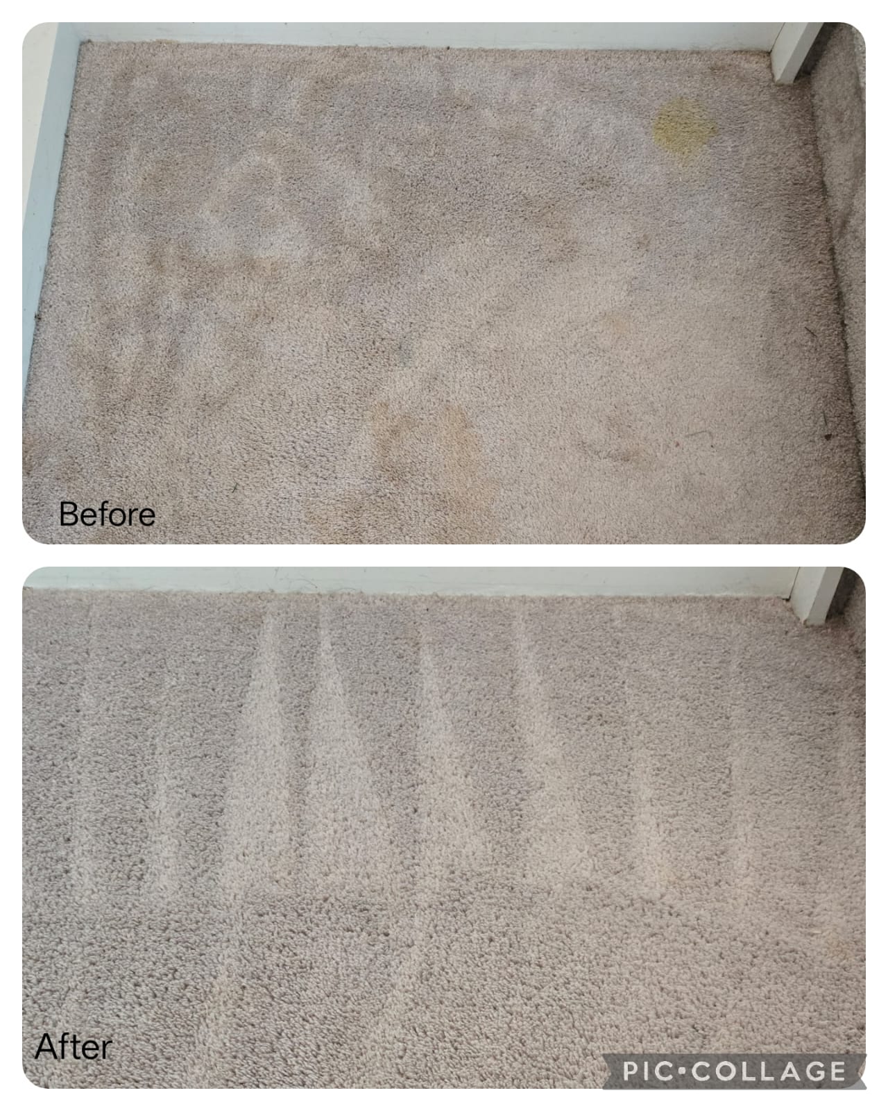 PetZap IQ Pet Stain and Odor Remover